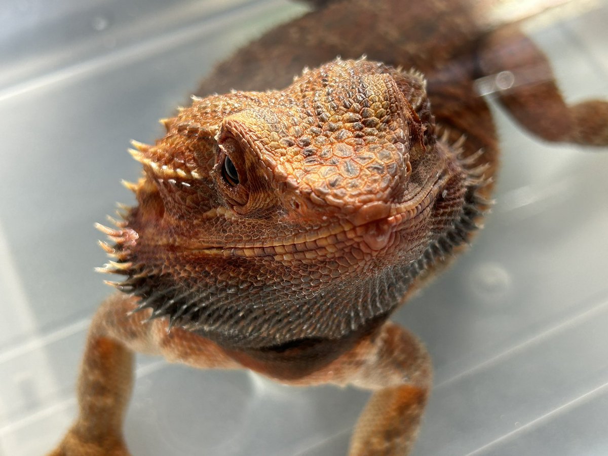 Quanta_Rep's tweet image. 食が戻ったのは良いけど便秘で💩出てないね。お風呂入ってご満悦だからそのまま出してどうぞ。
#フトアゴヒゲトカゲ