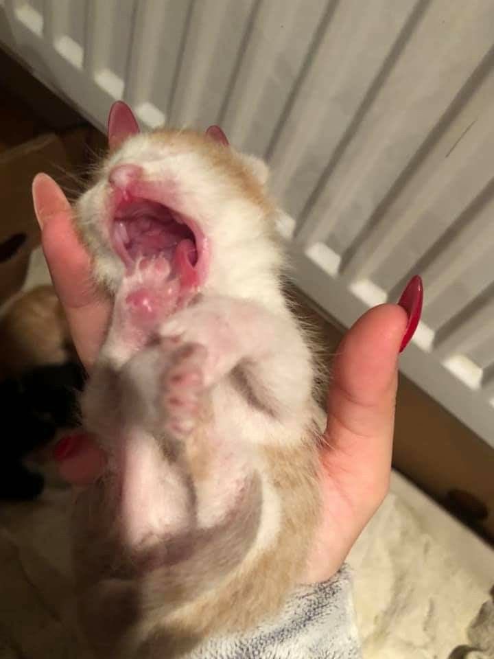 silly alli tweet media