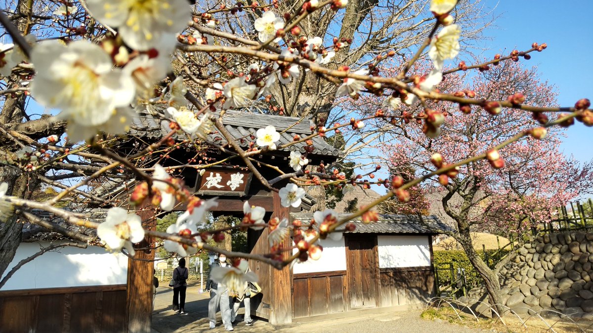 Ashikaga_Gakko's tweet photo. 今日2月15日は、暖かくなり、梅の開花がさらに進んでいます。 https://t.co/P31rn1DDXW