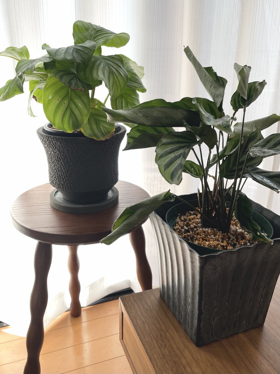 カラテア2種類になりました 夜眠るように見える休眠運動をする植物なのでたいへん可愛い