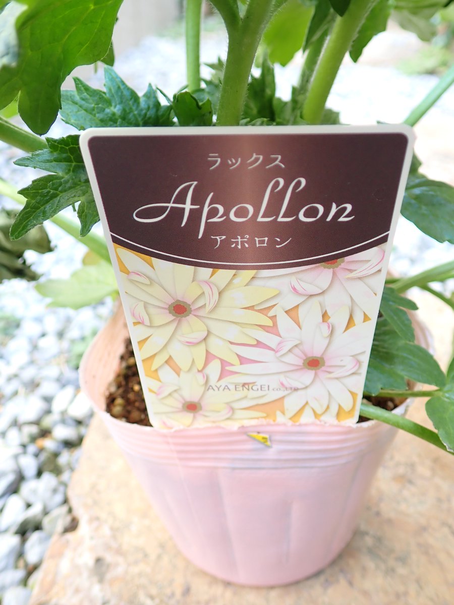 同じくザキパーからラナンキュラス ラックスの新作アポロンを。
私、クリローもそうだけど剣弁花好きなのでｗ
ペネロペってのが欲しくて探したんだけど無かったなぁ、残念。
早めに大きい鉢に植え替えとくか。