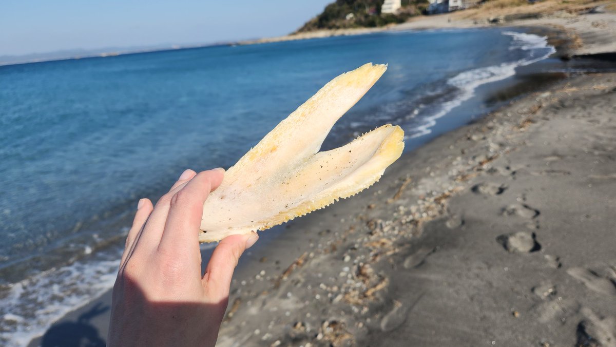 「なぜか沢山おちてるマグロの顎 (地元の人いわくここ2週間くらいで立て続けに何匹か」|りっつ🍙のイラスト