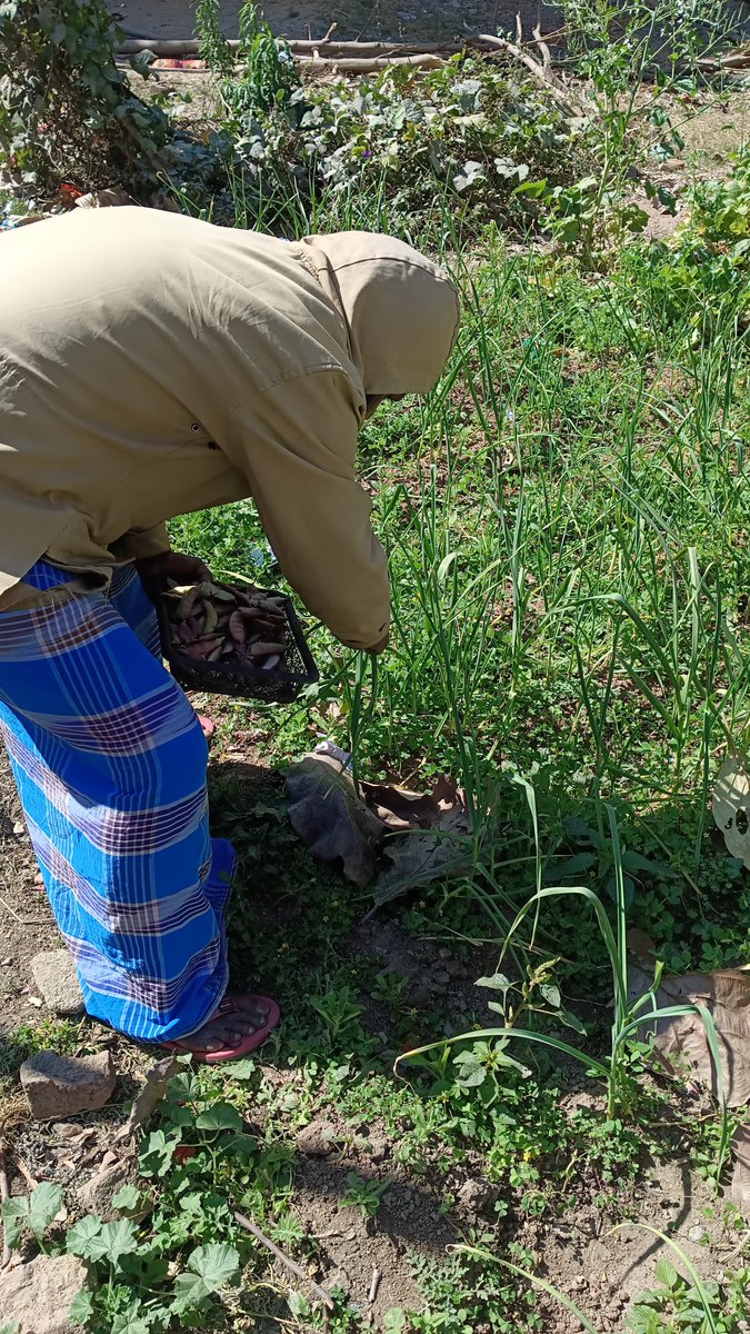 BhartiHaque's tweet photo. खाओ #Organic रहो #Organic और जियो #Organic !!!
अपने #kitchengarden से #FlatBeans (सीम), #GarlicLeaves (लहसुन पत्ता) एवं #CorianderLeaves (धनिया पत्ती) तोड़ चुका हूं।
आज मैं स्वयं बेहतरीन सब्जी बनाने जा रहा हूं।
#EatHealthyStayHealthy https://t.co/mebknSJvQC