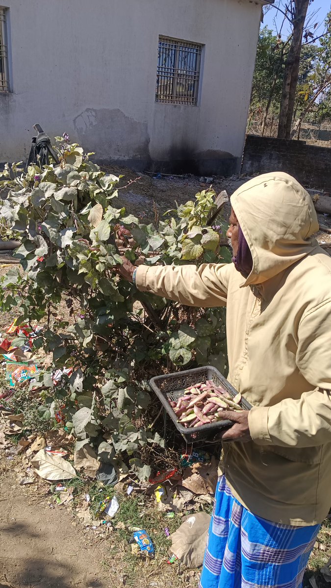 BhartiHaque's tweet photo. खाओ #Organic रहो #Organic और जियो #Organic !!!
अपने #kitchengarden से #FlatBeans (सीम), #GarlicLeaves (लहसुन पत्ता) एवं #CorianderLeaves (धनिया पत्ती) तोड़ चुका हूं।
आज मैं स्वयं बेहतरीन सब्जी बनाने जा रहा हूं।
#EatHealthyStayHealthy https://t.co/mebknSJvQC