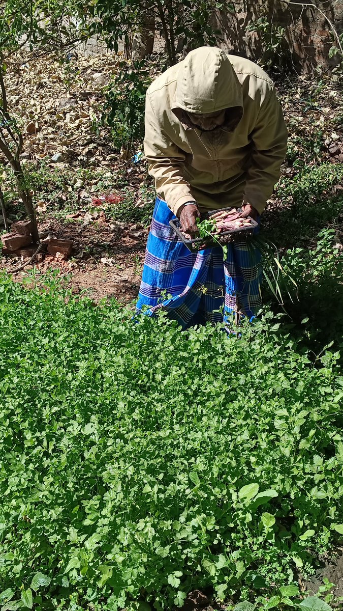 BhartiHaque's tweet photo. खाओ #Organic रहो #Organic और जियो #Organic !!!
अपने #kitchengarden से #FlatBeans (सीम), #GarlicLeaves (लहसुन पत्ता) एवं #CorianderLeaves (धनिया पत्ती) तोड़ चुका हूं।
आज मैं स्वयं बेहतरीन सब्जी बनाने जा रहा हूं।
#EatHealthyStayHealthy https://t.co/mebknSJvQC