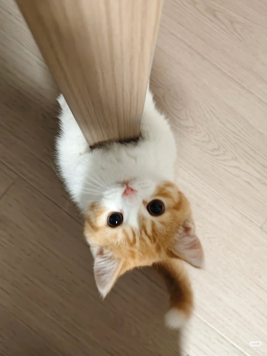 No Context Cats (@nocontextscats) on Twitter photo 