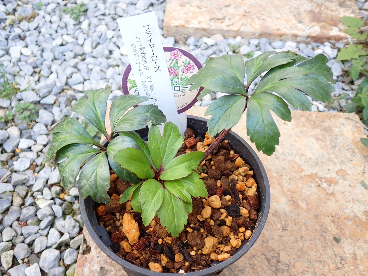 神代ではブライヤーローズを。
再び手にする機会が巡ってこようとは。
開園1時間後に着いてまだ残っていて、金額見て少し迷ったものの決断。
レジの方に、いつもはすぐ無くなるのに今日は購買意欲の高い方がいなくて残ってたんですよね、と言われて運命を感じてしまうｗ
もう1作くらいで開花するかな？