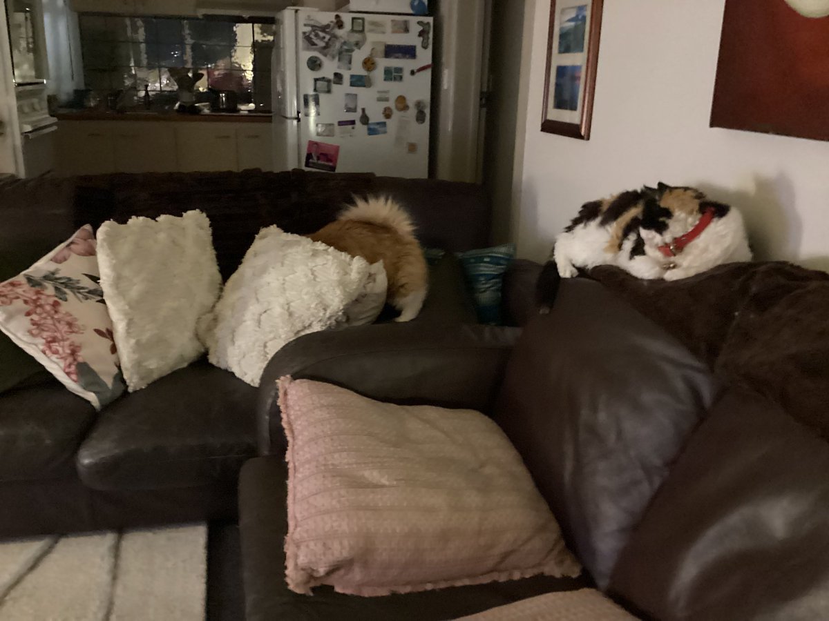 Shelby & Freda &Clinty 🌈 tweet media