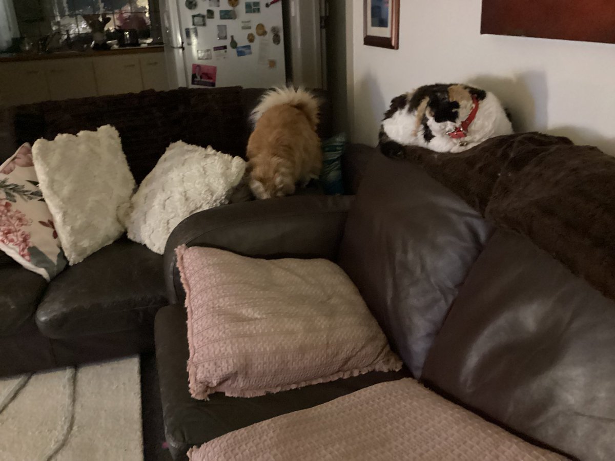 Shelby & Freda &Clinty 🌈 tweet media