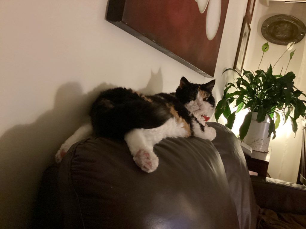 Shelby & Freda &Clinty 🌈 tweet media