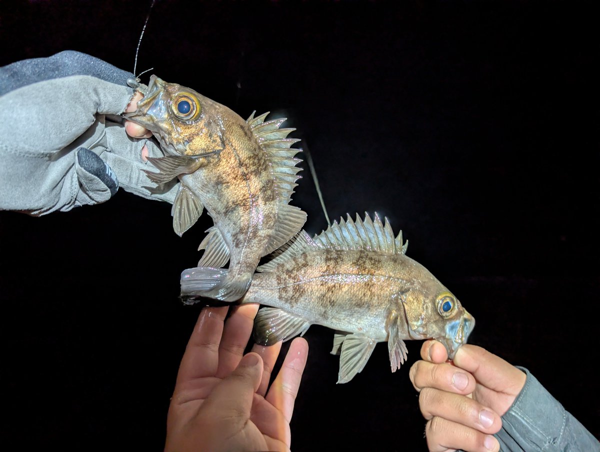 PUUuu〜m (@rikimaru5281) / Posts / X