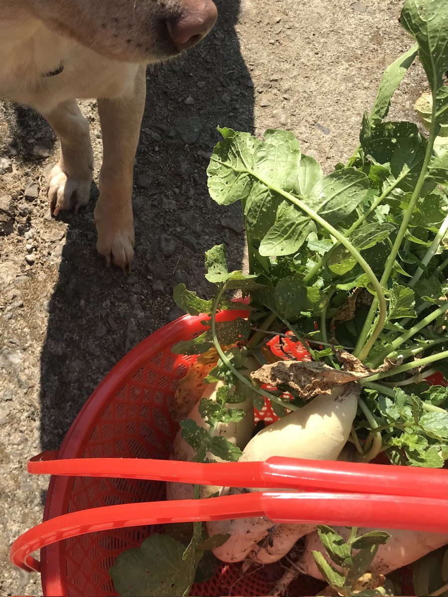 拔蘿蔔被蘿蔔葉扎😢