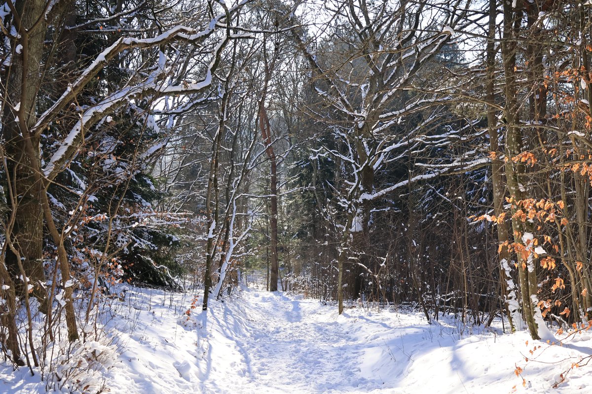 Thomas Mikkelsen (@thomasm73576526) on Twitter photo 