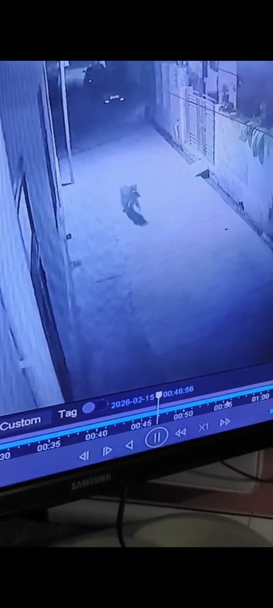 #Alwar शहर में बढा खतरनाक वन्यजीवों का आवागमन।
शहर के अखैपुरा मौहल्ले में बारेठ छात्रावास के पीछे पैंथर की दस्तक।
पैंथर ने श्वान के बच्चे का किया शिकार।
सीसीटीवी कैमरे में दिखा मुंह में श्वान के बच्चे को ले जाता पैंथर।
पूरा घटनाक्रम सीसीटीवी कैमरे में कद।
<a href="/ForestRajasthan/">Rajasthan Forest Department</a> #अलवर