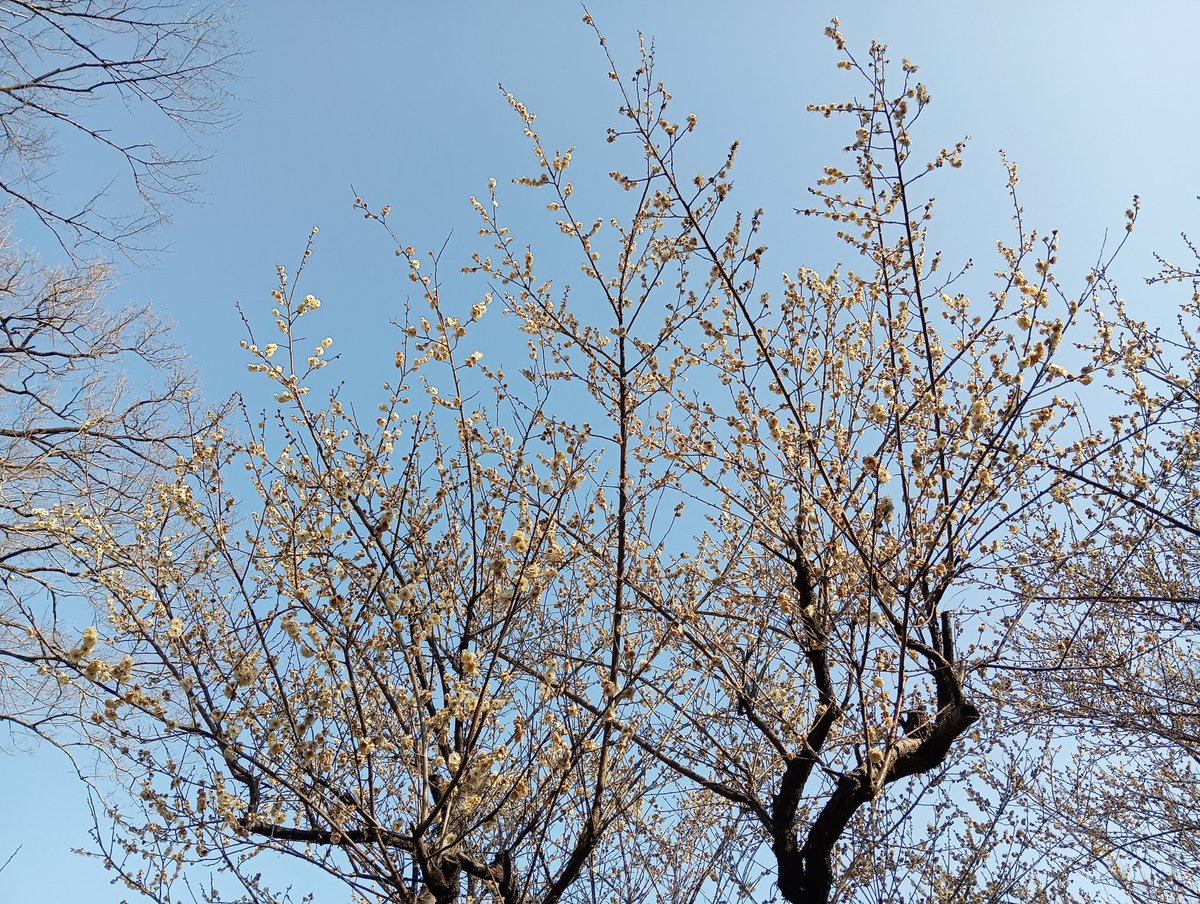 teizoh's tweet photo. 横浜市の端っこ
寺家ふるさと村の梅林に
まだ咲き始めで人はまばら https://t.co/ePoBKuVxAG