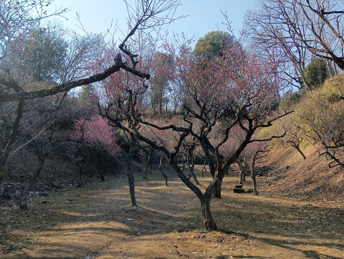 teizoh's tweet photo. 横浜市の端っこ
寺家ふるさと村の梅林に
まだ咲き始めで人はまばら https://t.co/ePoBKuVxAG