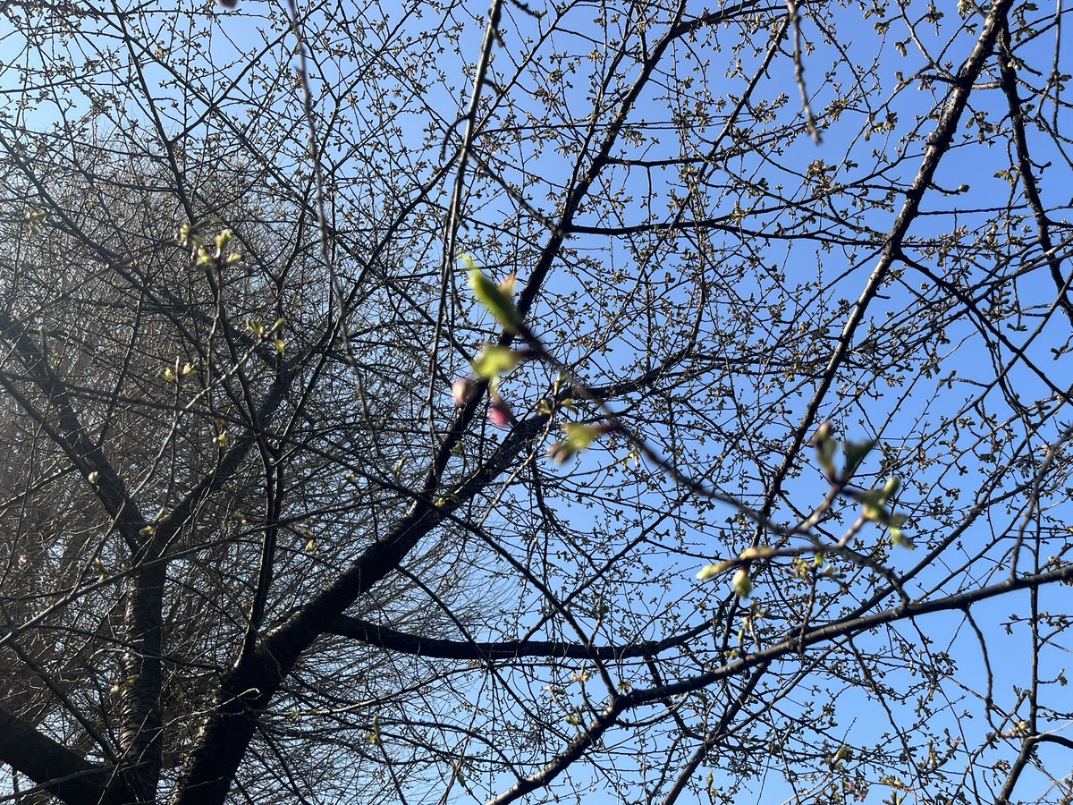 サンデー二郎☀️20
チーズ玉を求めていざ生田店へ
🚗💨
12:45到着外待ち4😊
大豚🥚ニンニク脂〜
お初の🧀玉をスープに溶かして一口おぉ〜パルメザン😋美味すぎて気づいたらkk
ご馳走様でした。

店舗裏の河津🌸のツボミがちらほら