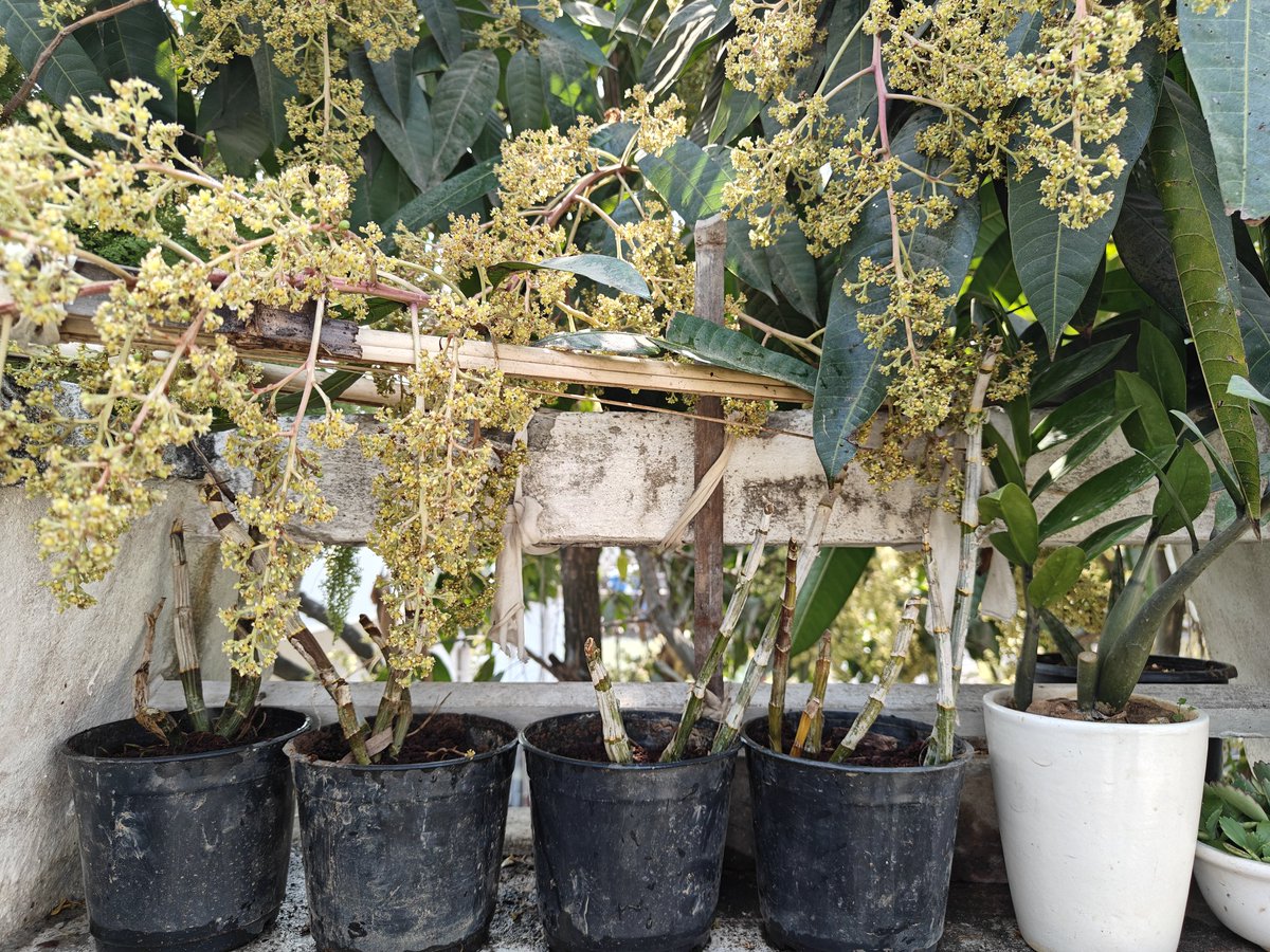 ChakmaTarit's tweet image. Gave these Dendrobium #Orchids a home 💕 

Hope they remain happy under the shade of the Mango tree..
#Nature 🌿
