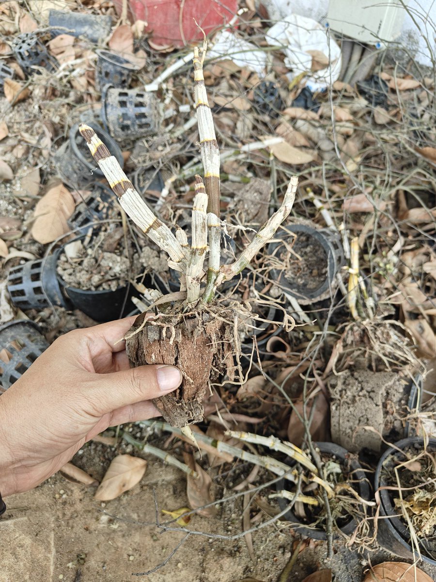ChakmaTarit's tweet image. Gave these Dendrobium #Orchids a home 💕 

Hope they remain happy under the shade of the Mango tree..
#Nature 🌿