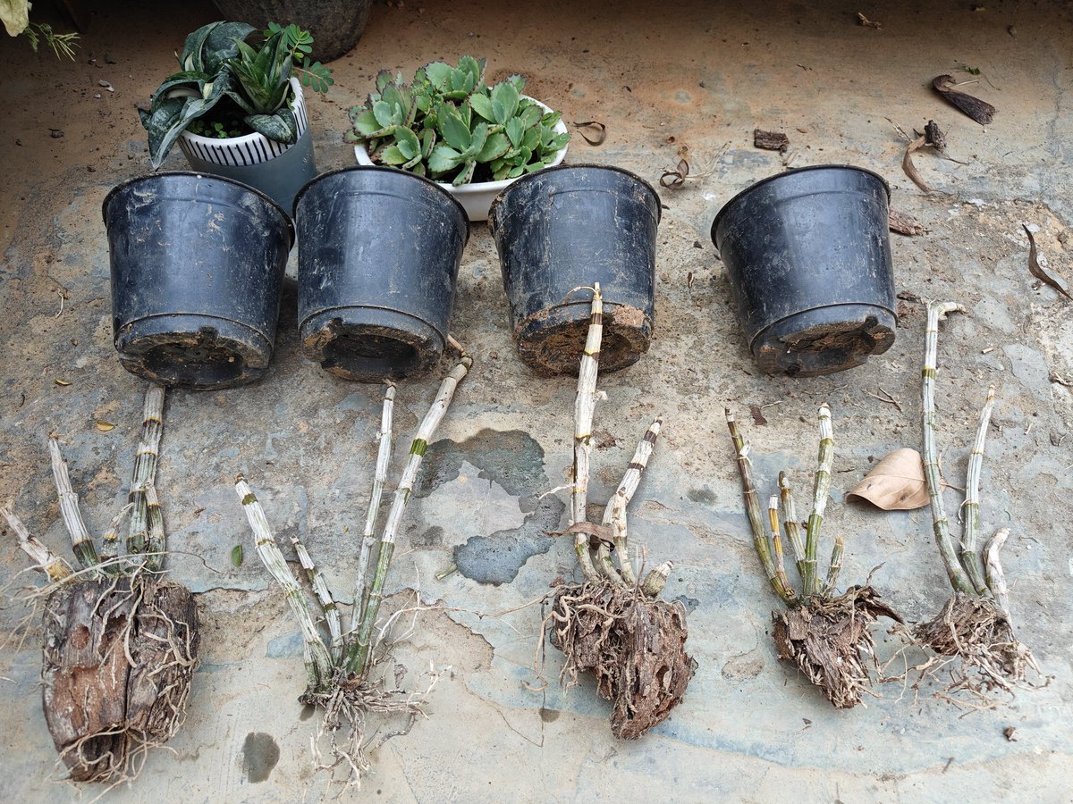 ChakmaTarit's tweet image. Gave these Dendrobium #Orchids a home 💕 

Hope they remain happy under the shade of the Mango tree..
#Nature 🌿