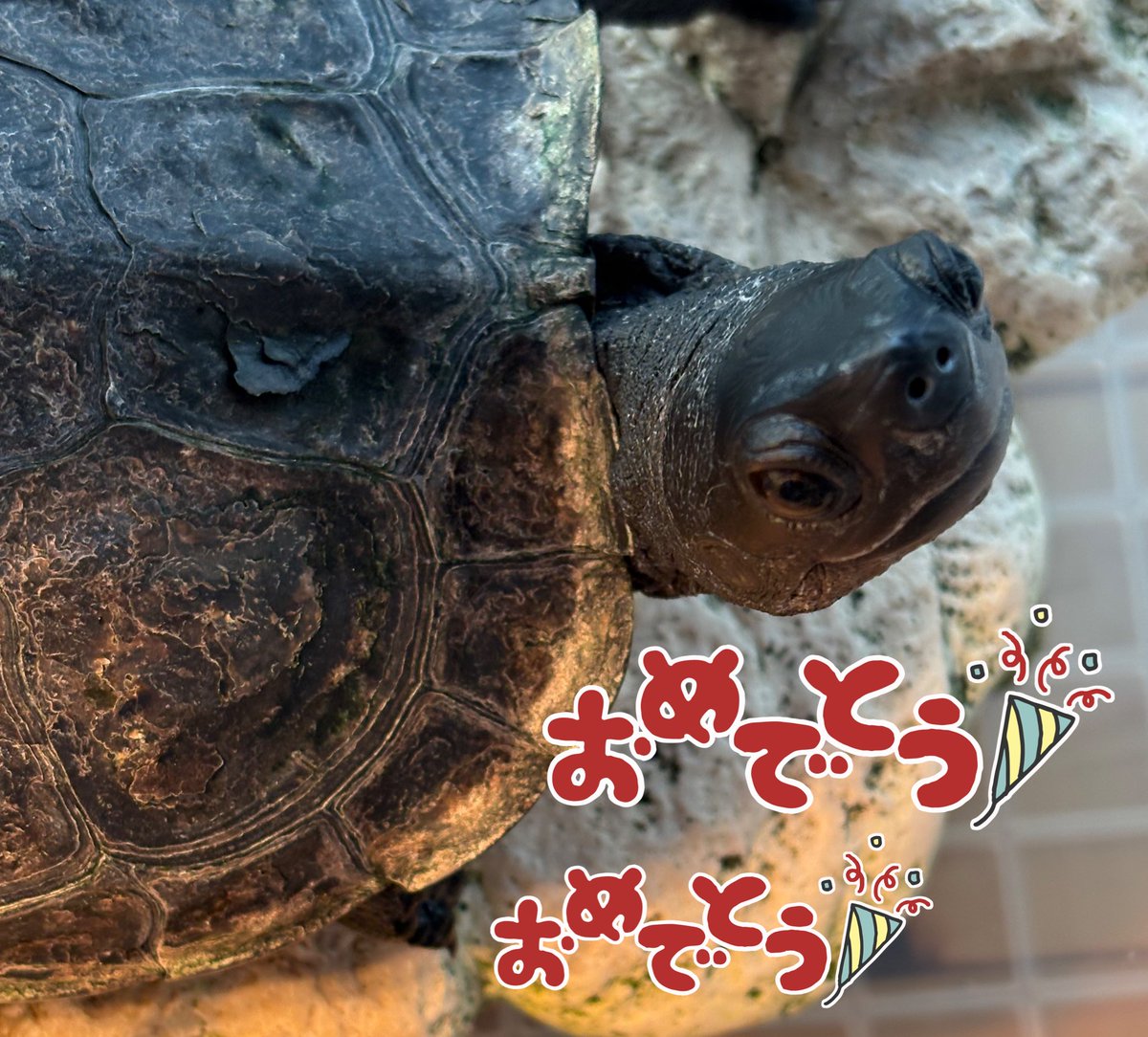 今日、16歳になった人。
いい笑顔❣️