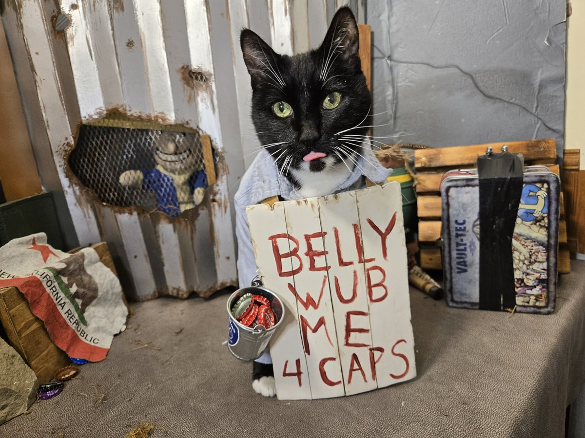 Cat Cosplay tweet media