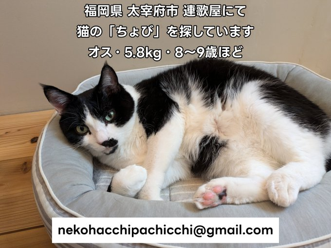 太宰府を訪れたので、行方不明になっているちょびちゃんも散策してみ