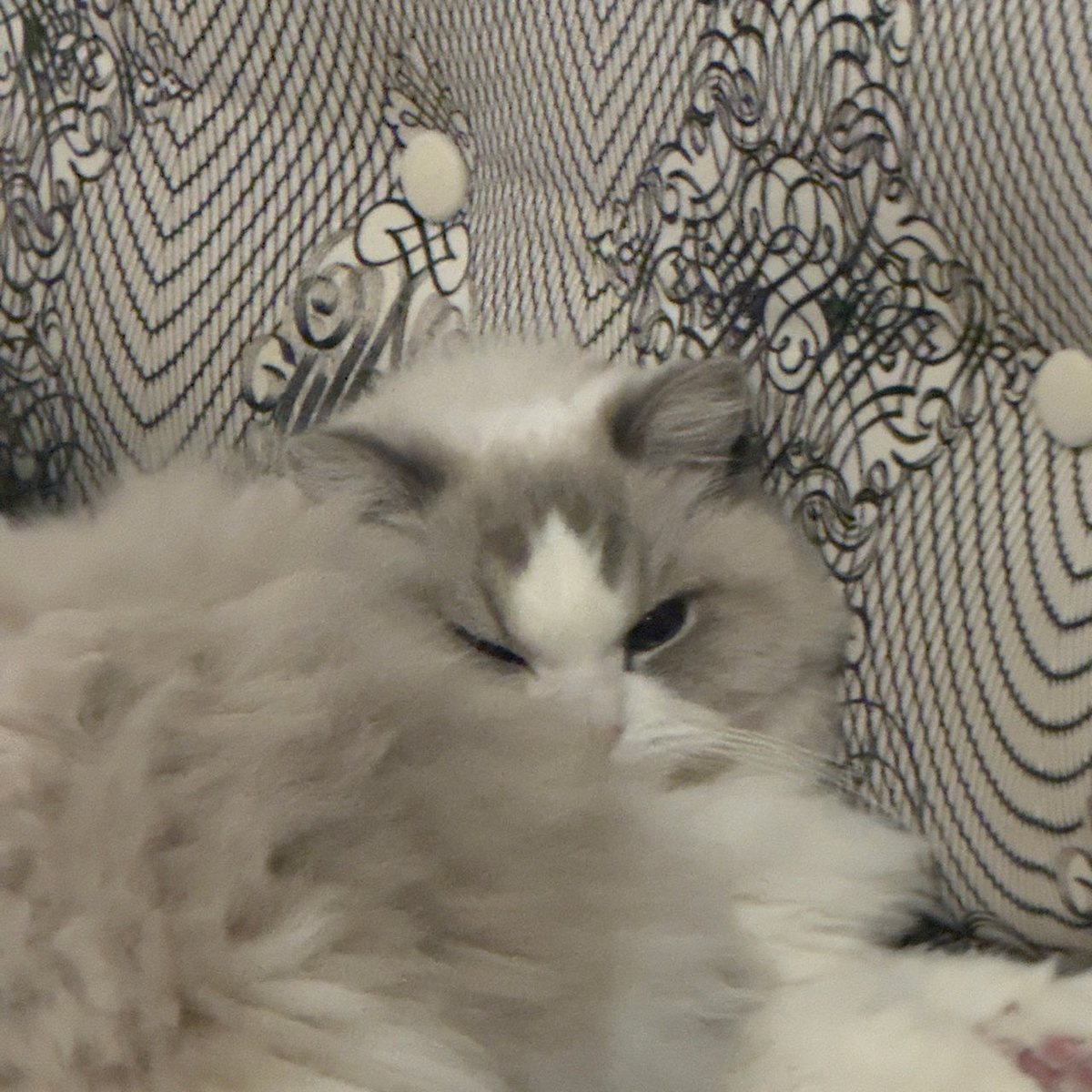 แจมินอยากจะส่งการ์ดของขวัญวันวาเลนไทน์ให้ชีจือนี่ ละน่าจะมีคนห้าม ๆๆ แจมินเลยส่งรูปลูกสาวมาเป็นมีม 5555555 น่ารักมาก ๆๆ อะ

🐰 อย่าห้ามผมน้ะ เห็นสายตาร้ายกาจของผมแมะ

5555555555555555 ร้ายกาจแบบ กม ๆ ฟู ๆ