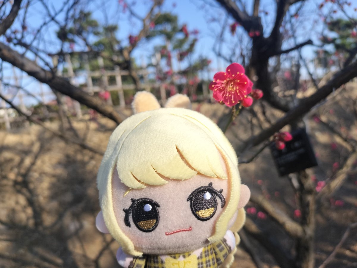 梅咲いてました🌸
