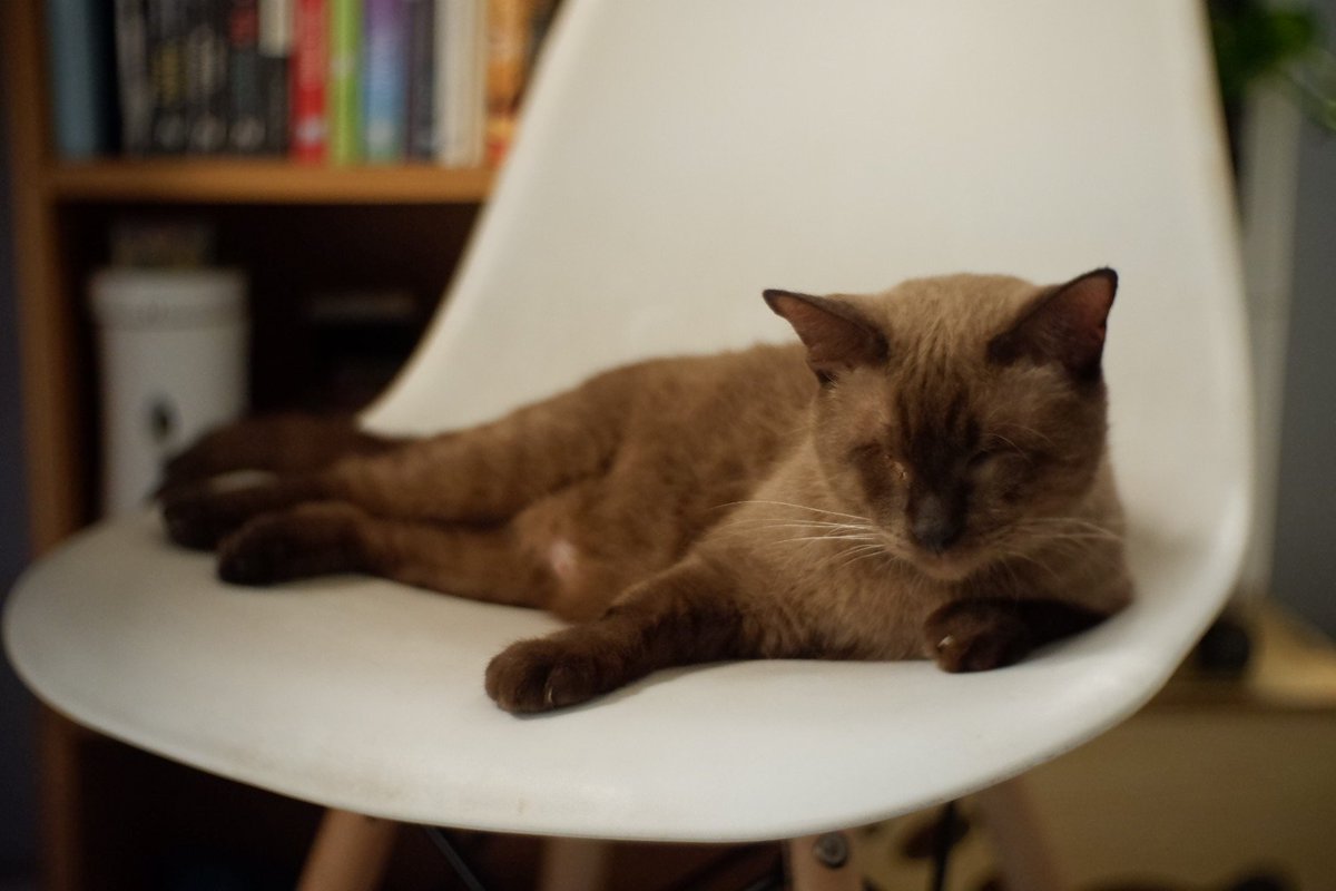 ถึงพี่แฟรงค์จะมองไม่เห็นตั้งแต่เกิด แต่มี๊จะทำหน้าที่เป็นดวงตาให้พี่แฟรงค์เองนะคับ กินเก่ง นอนเก่ง สุขภาพแข็งแรง อยู่ด้วยกันไปนานๆเลยนะแฟรงค์