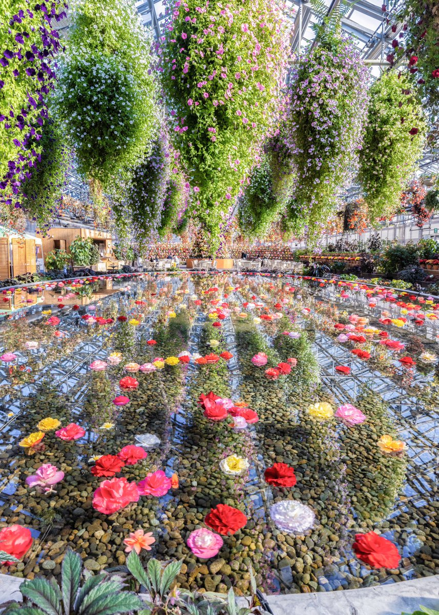 息を呑むほど美しい、三重のベゴニアガーデン。