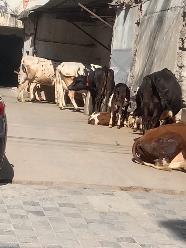 Bheera don (@donbheera) on Twitter photo 