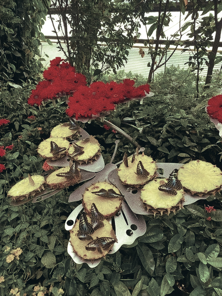 ️️

𝘑𝘦𝘸𝘦𝘭, 𝘊𝘩𝘢𝘯𝘨𝘪 𝘈𝘪𝘳𝘱𝘰𝘳𝘵
𝘚𝘪𝘯𝘨𝘢𝘱𝘰𝘳𝘦. | 12.00 𝘞𝘐𝘉

Membawa gembolan untuk pilates, but first, we're seeing butterflies. ☀️🦋 (Also please ignore my slightly grumpy face, sedih gak bisa lama karena besok ada bimbingan yang harus dikejar)

️️