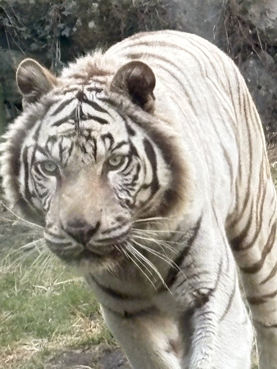 mialiontiger's tweet image. ナイトゥ〜さん✨️🐯✨️
惚れるかっこよさ😘😍
目力にクラクラする〜💕

＃ナイト
＃伊豆アニマルキングダム

2026.2.13