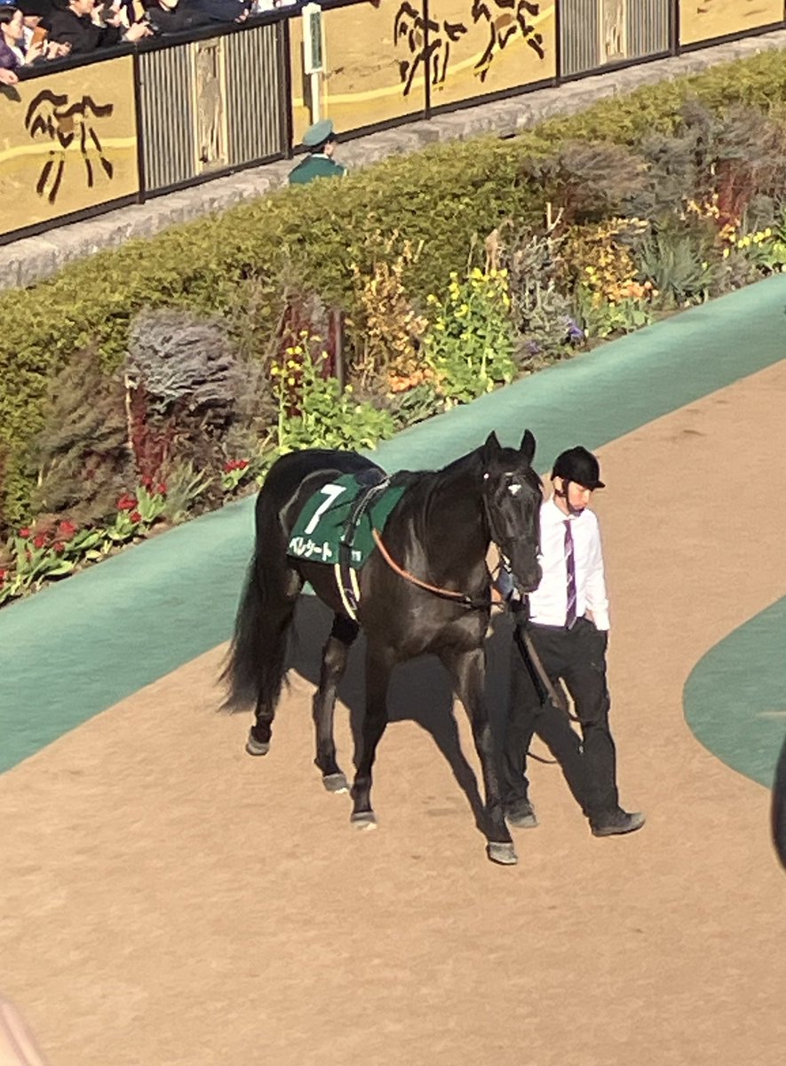 共同通信杯 ◎ベレシート 狙ったわけじゃないのに小倉の新馬戦、阪神の