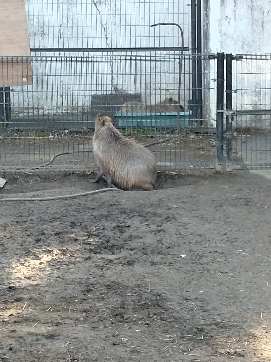 ユメ、モミ
一緒に撮れた　#智光山こども動物園　#カピバラ