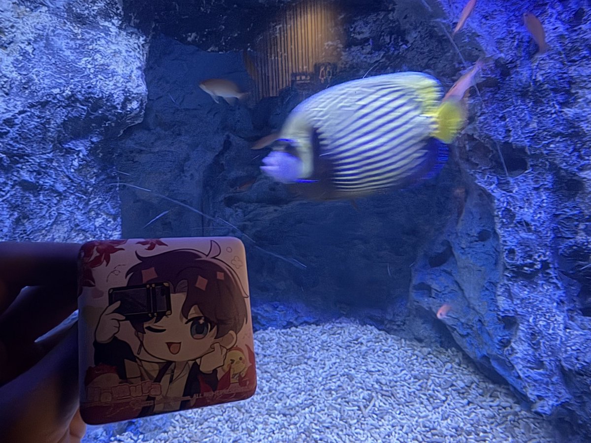 mn0ufrl's tweet photo. すみだ水族館に行ってきました！ホムラも連れてました♩やっぱり魚とホムラは合う。流石。 https://t.co/BW9nTArvDd