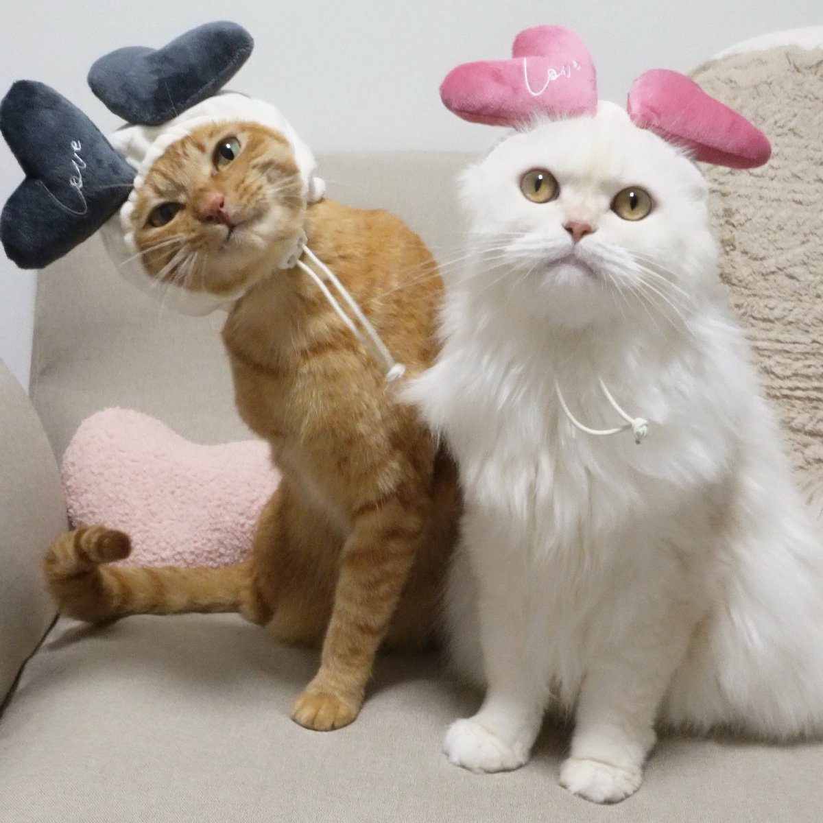 にゃんちゅー (@Nyanchu_1011) / Posts / X