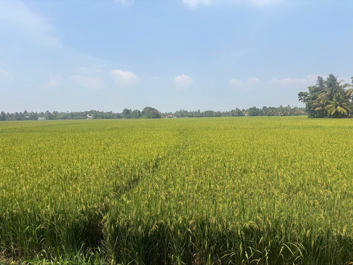 Jibin Thomas tweet media