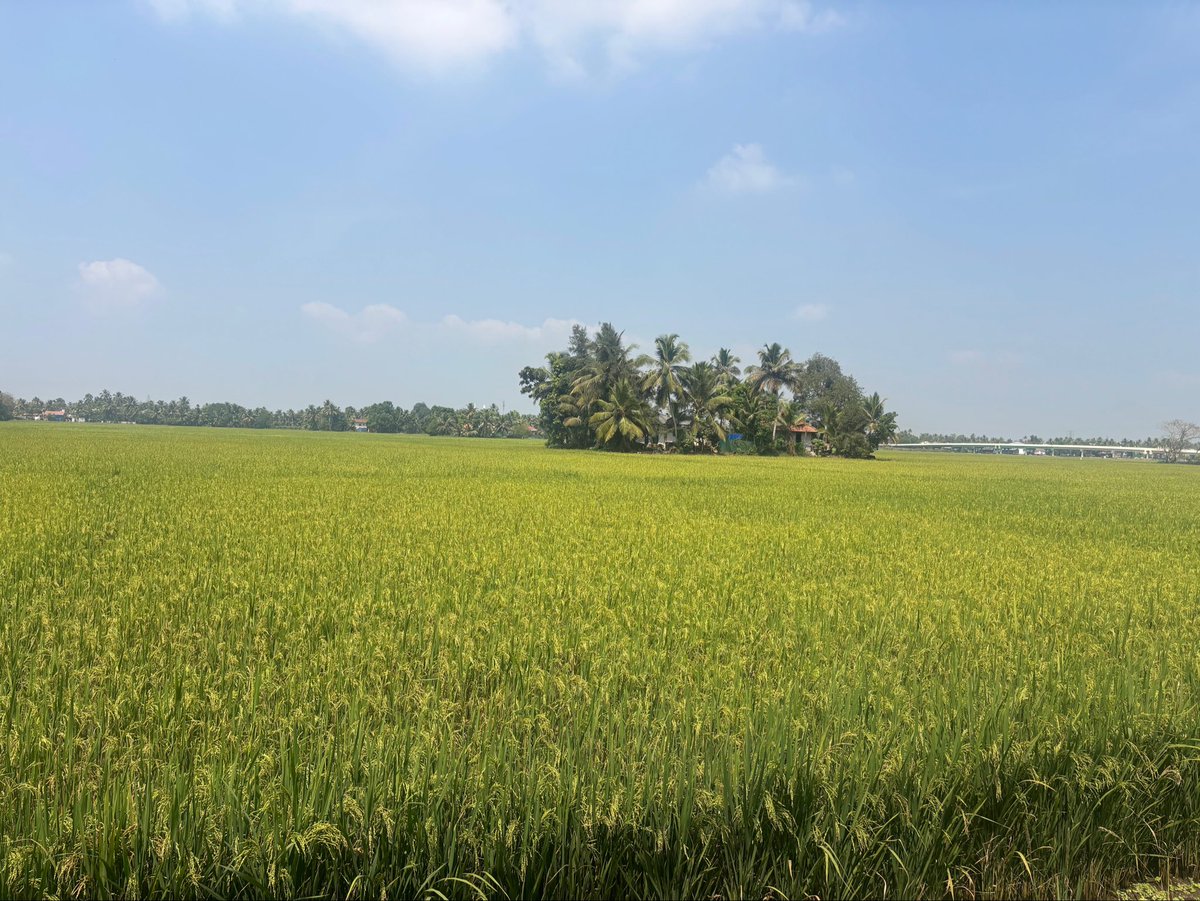 Jibin Thomas tweet media