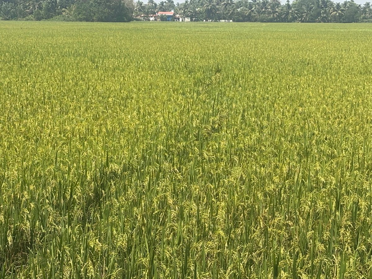 Jibin Thomas tweet media