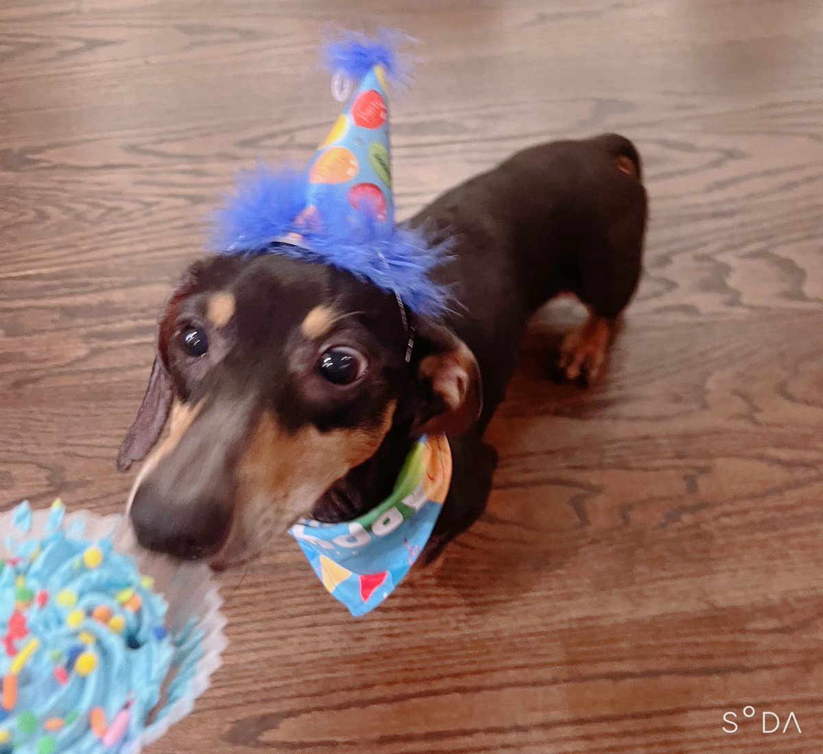 Thank you for spending another birthday with D.A.D! He loved the cupcake so much that he even ate the wrapper, thank god it was edible 🐶