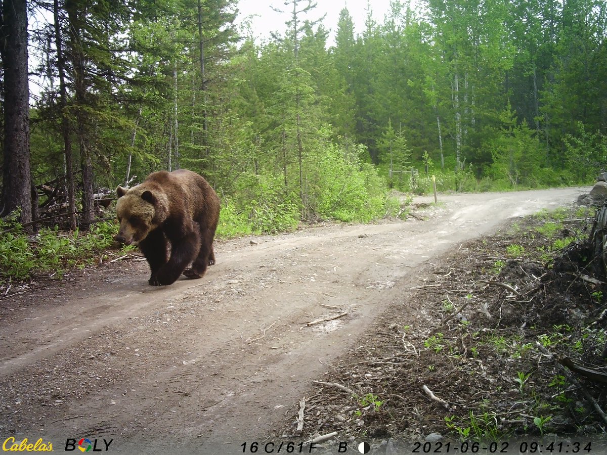 CheekyDroid tweet media