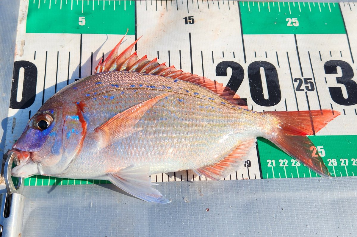 今日は嫁さんと中茨城へGO‼️
朝一かなりのボイルで期待MAXで投げ込むとデカサバ1本づつゲット😅これはこれで丸々としてて美味しそう🎵
その後嫁さんにグングンと引きながらドラグ出されてたが少しやり取りしてたけど切られた😱
さらに嫁さん花鯛とナメタガレイ追加😁
自分は何も無しで終了😢