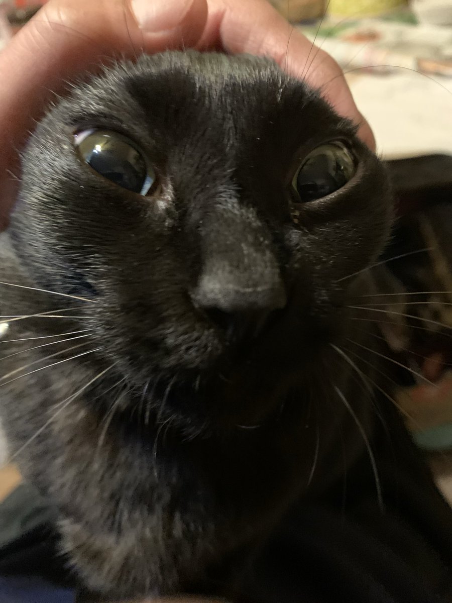 yu10320's tweet photo. 猫ってオットセイ化するよね🦭 https://t.co/k7eKacXsJW