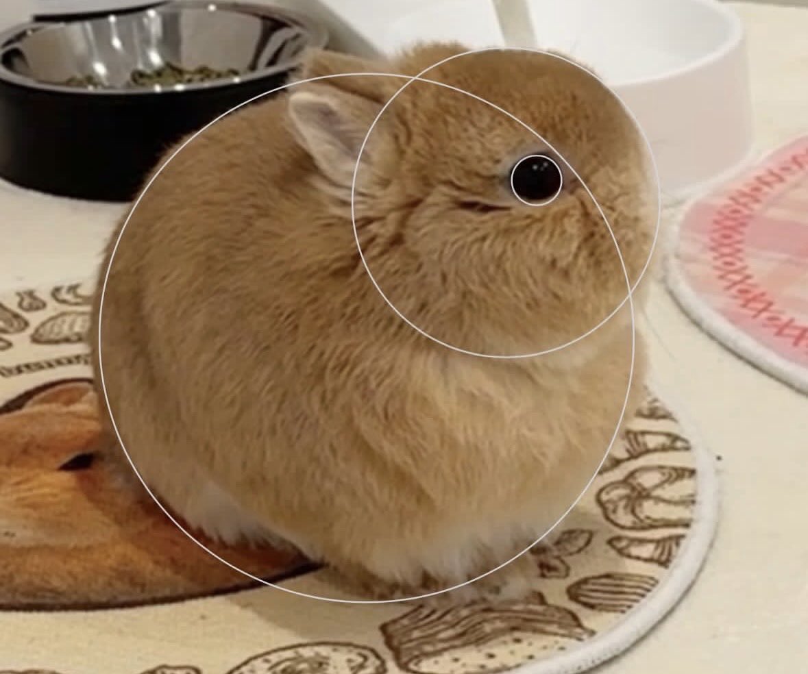 Bunnies (@bunnies) on Twitter photo 