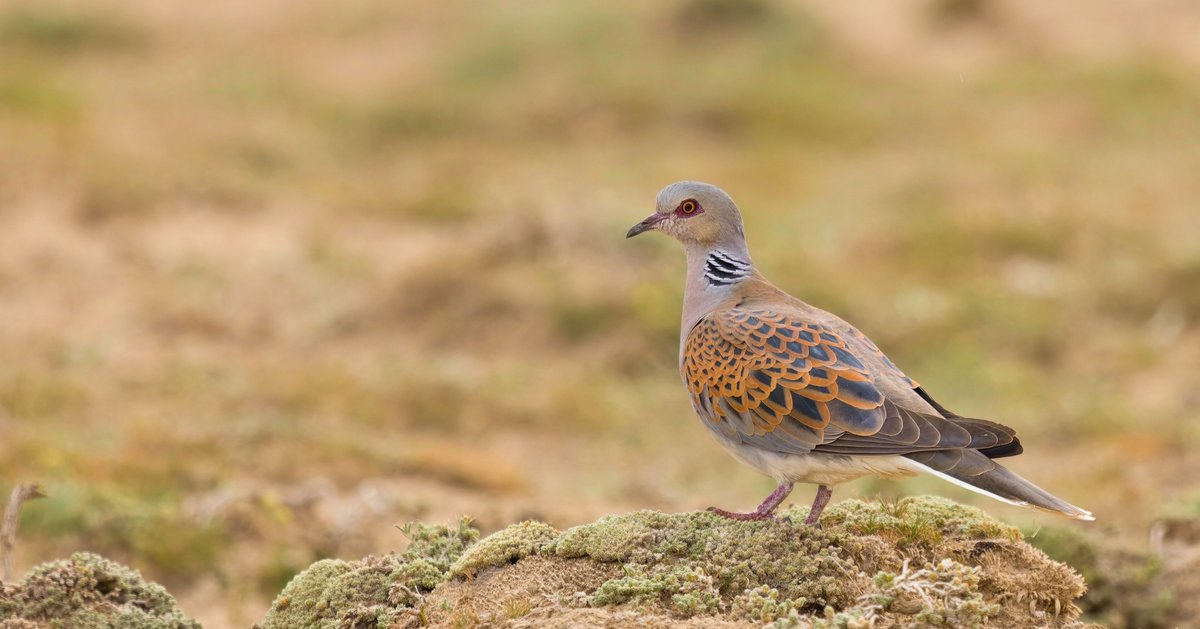 Birbirinden farklı sesleri, renkleri ve süzülüşleriyle doğamıza ayrı bir güzellik katan kuşlar…

🪽 Doğa, onların varlığıyla çok daha güzel!    

Akgözlü Ötleğen
Bataklık Kamışçını
Kara Kızılkuyruk
Üveyik

📷 Uğur Kara
<a href="/TCTarim/">T.C. Tarım ve Orman Bakanlığı</a>