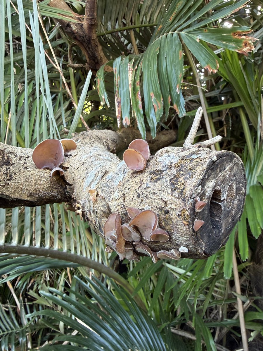 散歩してたらキクラゲみたいなのがなってた🍄