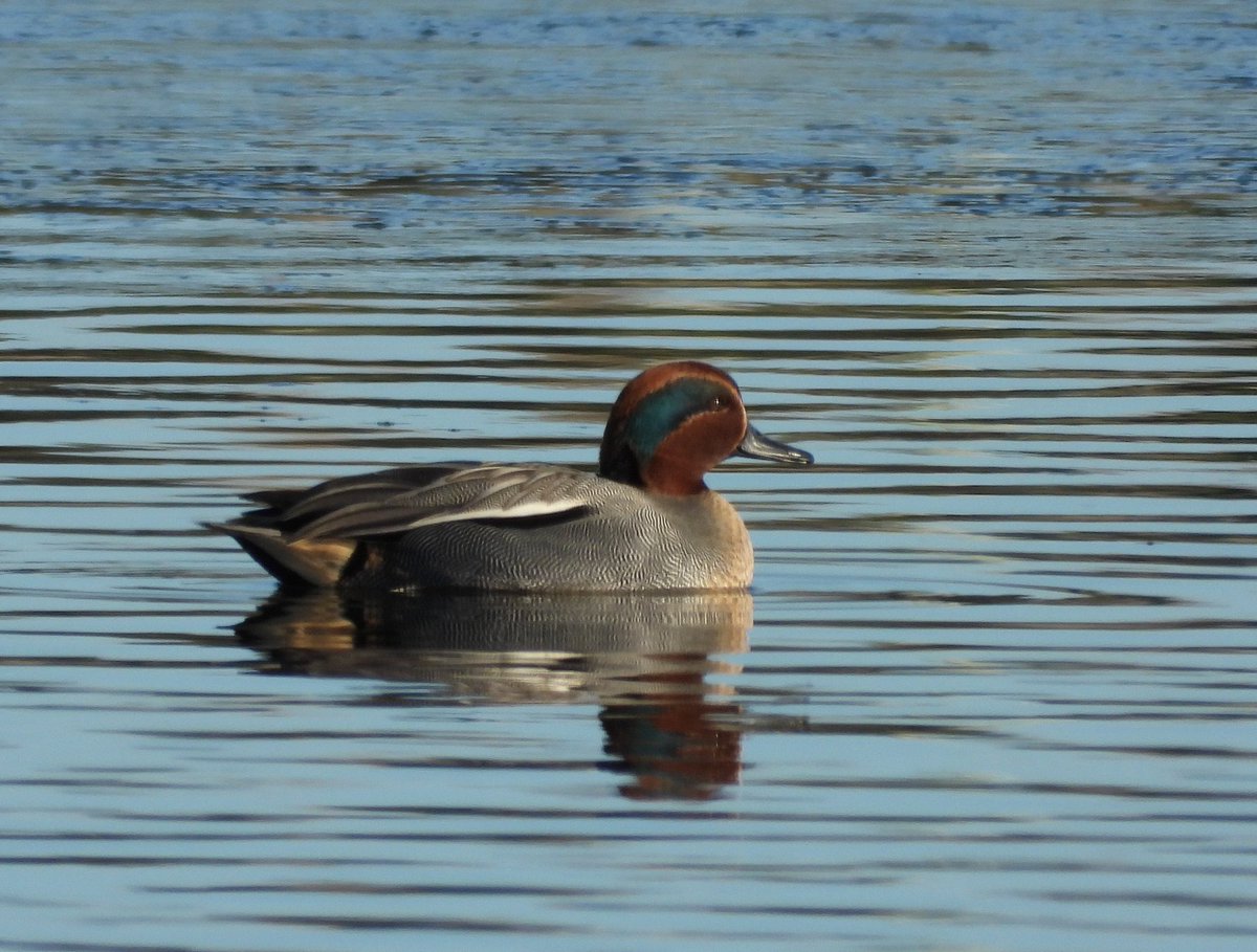 ianebbage1's tweet image. Sunshine &amp;amp; blue sky! A lovely Saturday morning walk at Musselburgh. The view across the Esk to the Pentlands; highlights included #Shelduck, #Teal &amp;amp; #LongtailedDuck, but 3 Shovelers were too far away for a usable shot