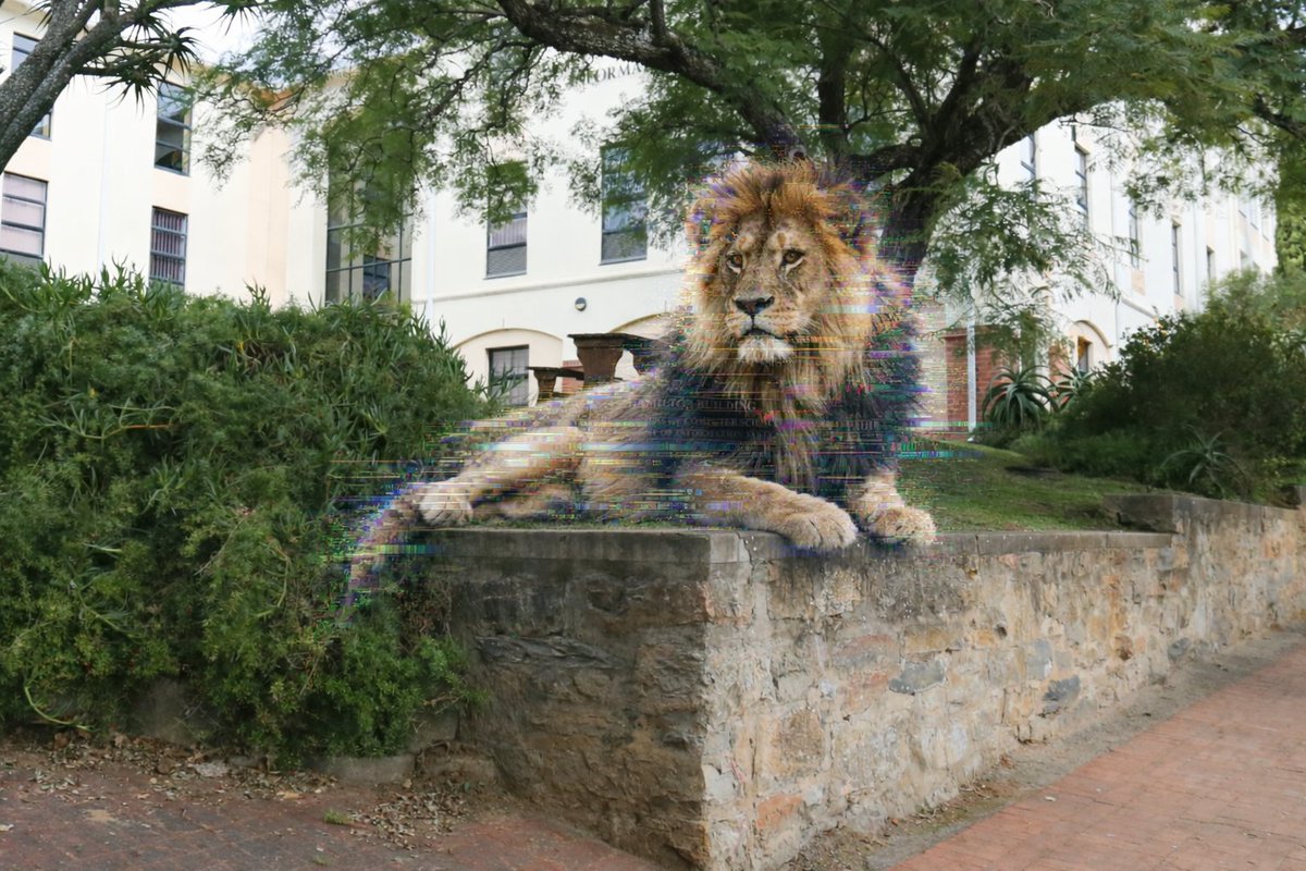 CAMPUS NOTICE

Rhodes University is aware of the "lion" currently reported to be roaming campus and wishes to reassure students that he is completely harmless (and hypo-allergenic).

RhoLeo 3.0 is an ongoing project developed by a group of Master’s students. Due to unforeseen